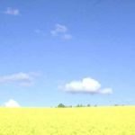 菜種畑-黄色いスカイライン